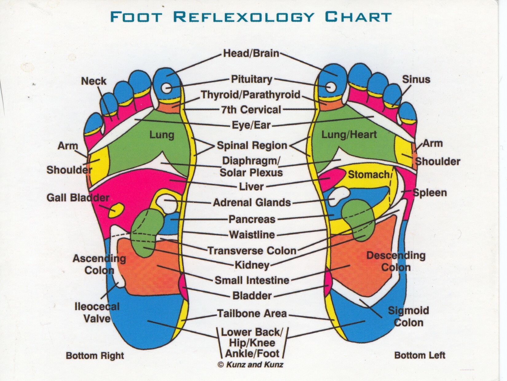 Foot Reflexology Charts